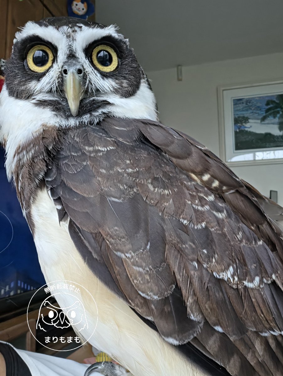 marimomamo073's tweet photo. 🦉またあめだねー https://t.co/SpphI03Qqb