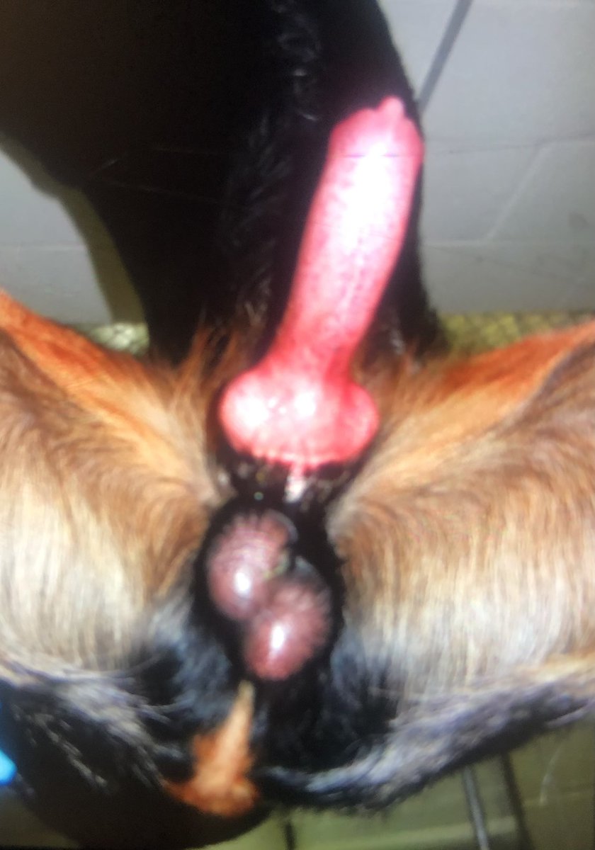 knottygirl101's tweet photo. New K9 Release available send me a private message on telegram for menu and price serious buyers only 🥵🐶🐶
👇👇👇

https://t.co/WeUAZSmpMX

# zoophilia #beastiality #dogknotting #Fetish #NSFW #doglovers #cum #AdultContents #zoophile https://t.co/7Z8C021GKh