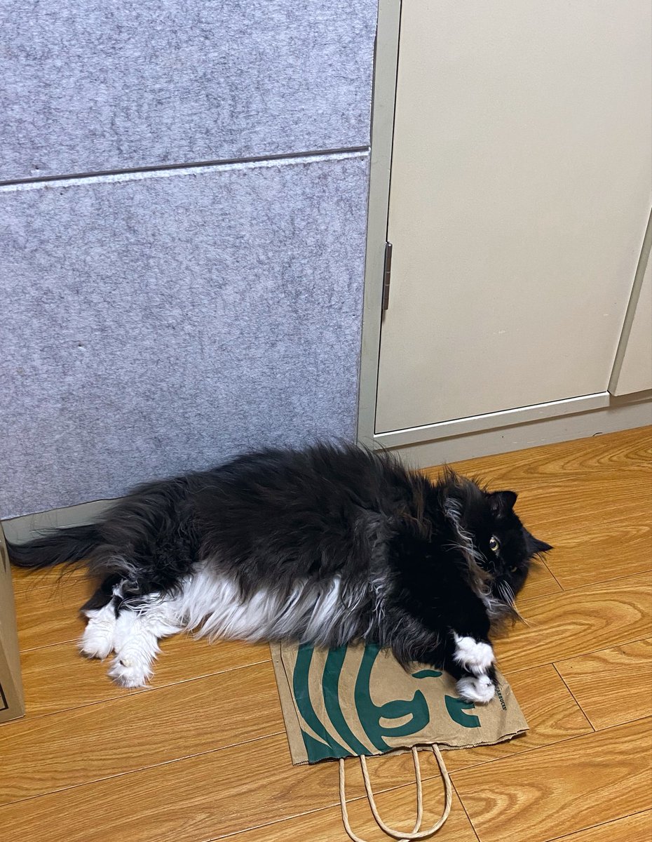MBatsu's tweet photo. スタバのショッパーお気に入りすぎる😂 https://t.co/IaFGkLWwVW