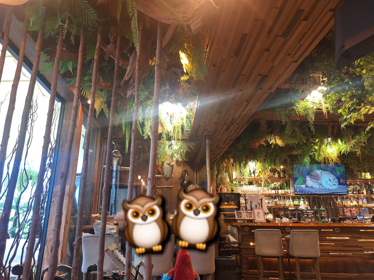 you39me's tweet photo. 朝活☀️
フクロウのいるカフェ🦉☕
食べてるとずっと目が合う👀 
かわいい🦉🦉🦉
カウンターのでっかいモニターでもずっとかわいいフクロウの動画流れてて癒ししかない🦉 https://t.co/4n3Q8aecGs