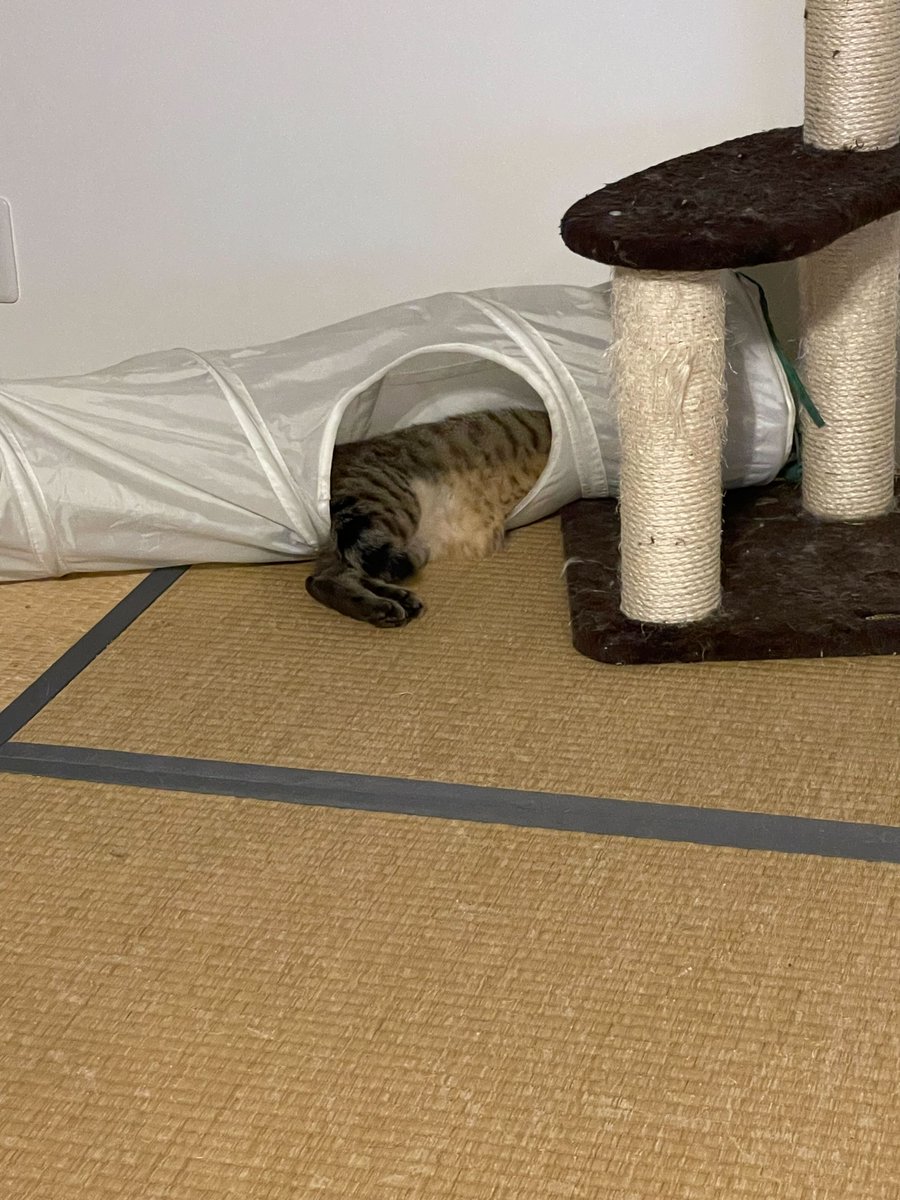 neko_mks's tweet photo. 皆さま、本日もお疲れ様でした🐈

今日9月24日は #畳の日 だそうです。

ねこ事務局員たちは
畳の上でゴロゴロするのが、大好きです。
井草の香りも、なんだか落ち着きますよね〜🌱

＃企業公式つぶやき部
 #企業公式相互フォロー祭り
＃猫 https://t.co/Y50iHY4lgU