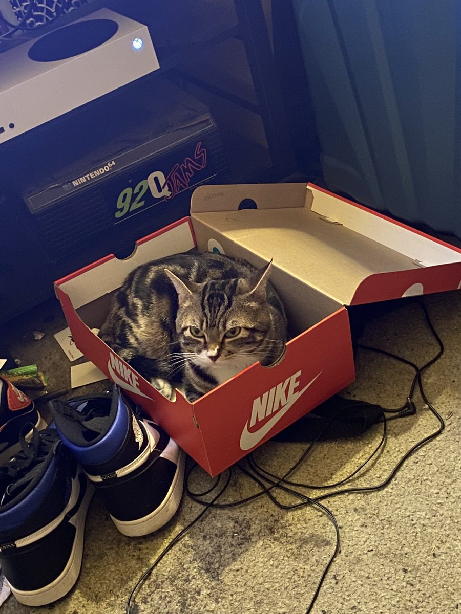 MOFR25's tweet photo. I lost my baby today. My boy. My Trunks. Idk what to do 💔 https://t.co/2nnwzAvrA0