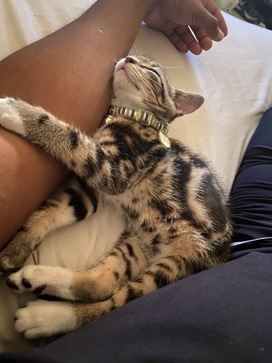 MOFR25's tweet photo. I lost my baby today. My boy. My Trunks. Idk what to do 💔 https://t.co/2nnwzAvrA0