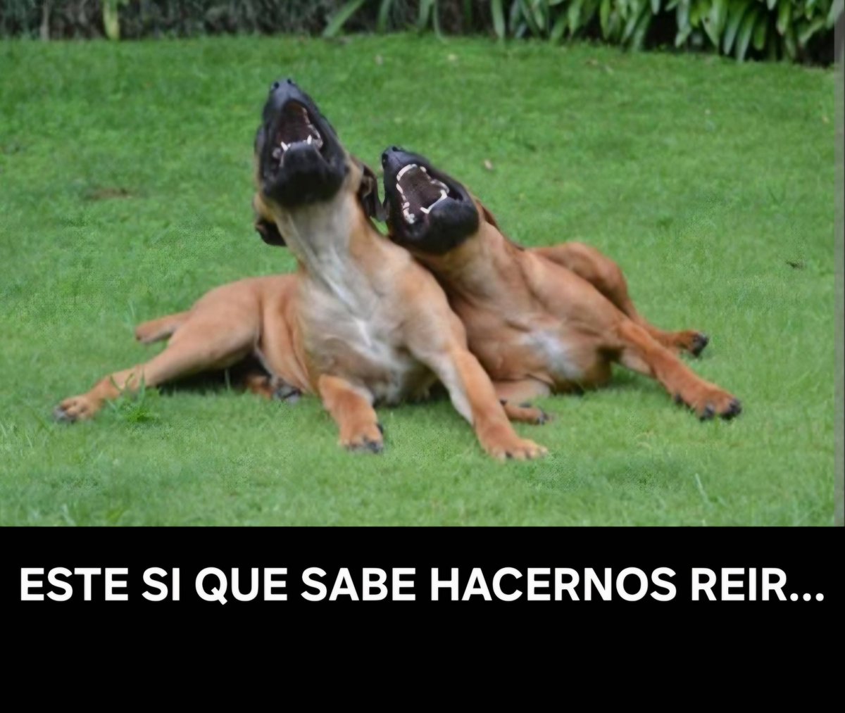 esanleon17's tweet photo. @CristianXMS @DanielNoboaOk https://t.co/WqR9uHOJQk