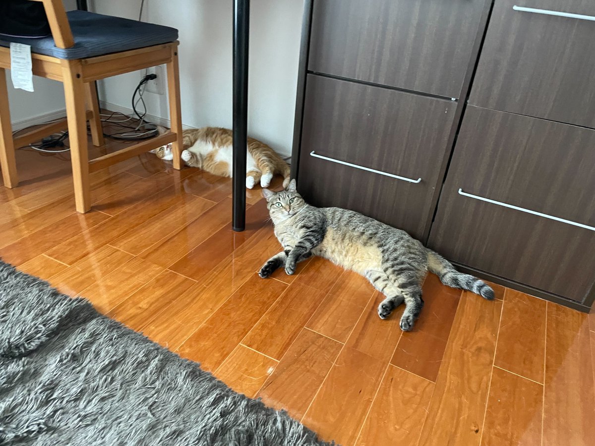 neko_mks's tweet photo. 今日9月25日は #主婦休みの日 。
主婦・主夫など日頃の家事をメインで担当する家族に感謝し、お休みしてもらい元気をチャージする日なんだとか。
他にも1/25、5/25と年に３回この主婦休みの日があるそうです。

いや、年３回は少なすぎません？
もっと休みましょ😸

 #企業公式相互フォロー祭り
＃猫 https://t.co/GpFEvLC4jw