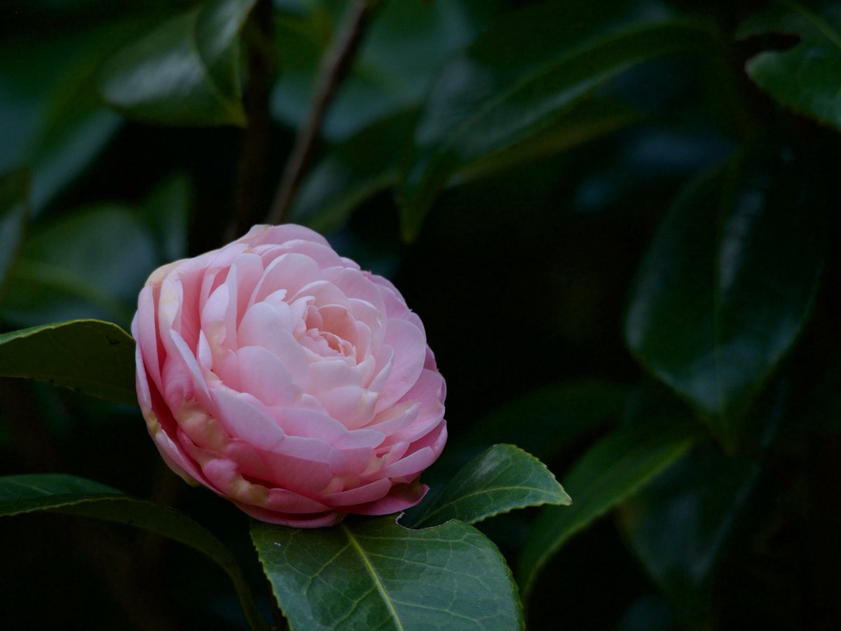 nyannohibi's tweet photo. 3月末の椿

E-M1MarkII      
OM 75-300mm F4.8-6.7 II https://t.co/4zVnnxu1CX