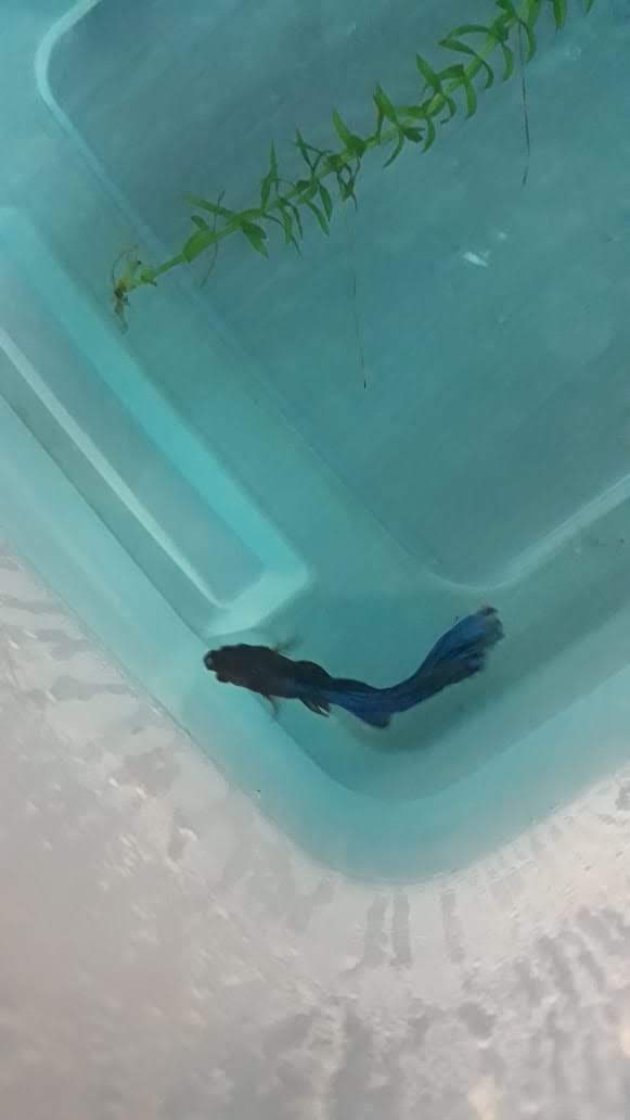 ipontinho's tweet photo. @vlucasrocha Meu peixe no azul de metileno pra melhorar a oxigenação https://t.co/rMGU7RZjlb