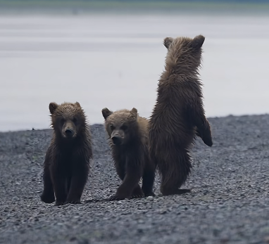 waltercooks_'s tweet photo. I might have just found the new penguin

These three bears lost their mom and are surviving on their own.

They just have eachother 😢
Together the orphans can survive

BLOWING UP ON TIKTOK

https://t.co/CmosrkAhkK https://t.co/T1HkZB4eV6