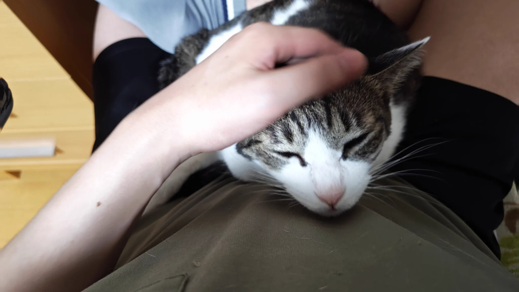 ねこ 暇神/Himajin514 on X: 