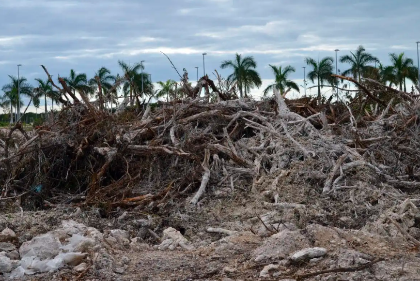 YoAmoaLaCiencia's tweet photo. Saquean mangle blanco en reserva de Nayarit: más de 15 mil hectáreas de manglar se han perdido con Miguel Ángel Navarro

105 piezas de mangle blanco (Laguncularia racemosa), una especie amenazada y protegida fueron extraídas de la Reserva de la Biosfera Marismas Nacionales Nayarit, según informó PROFEPA y CONANP el 21 de septiembre.

De acuerdo con los datos del Sistema de Monitoreo de los Manglares de México de CONABIO, Nayarit ha perdido 17,738 hectáreas en cinco años.

Prácticamente todo el gobierno de Miguel Ángel Navarro.

Tan sólo en febrero de 2026, PROFEPA encontró casi 63 hectáreas de humedales costeros afectadas por obras y actividades de granjas acuícolas sin autorización ambiental en Tecuala.

Para entonces ya sumaban siete granjas, aunque la procuraduría bajo el mando de Mariana Boy aplicó solamente “clausura temporal” por “incumplimientos en materia de impacto ambiental”. 

En otras palabras: pusieron un letrero sobre el daño unas semanas, pero no obligaron a restaurar el manglar destruido ni recuperar el humedal.

Los manglares funcionan como refugio y zona de reproducción de peces, crustáceos, aves y otras especies, retienen sedimentos, almacenan carbono y forman una barrera natural frente a erosión, oleaje y fenómenos meteorológicos.

Marismas Nacionales es además fundamental para Nayarit, CONABIO ha señalado que esta reserva concentra alrededor del 83 % del manglar del estado.

¿Cómo es posible la tala de manglar blanco en una reserva nacional tan importante? 

¿Qué está haciendo exactamente Alicia Bárcena con la SEMARNAT para la protección de los manglares?

El gobierno de Miguel Ángel Navarro tampoco puede tratar la protección de estos ecosistemas como un asunto exclusivamente federal, ni argumentar que ya su periodo cómo gobernador está por concluir.

Antes de irse, su gobierno debe rendir cuentas sobre qué hizo para proteger los manglares de Nayarit.