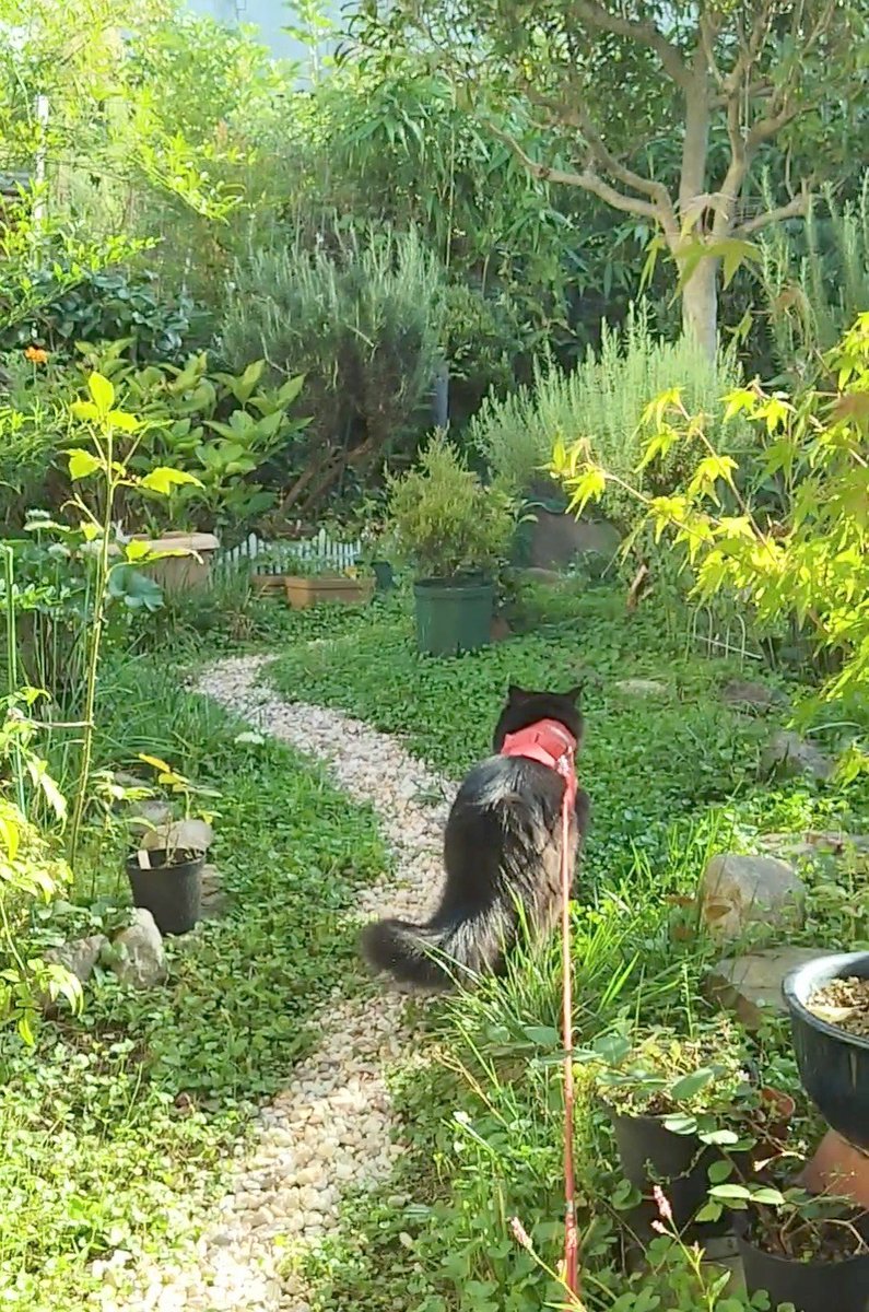 HigoroJ9714's tweet photo. 今朝の猫散歩
9/23 🌞
#黒猫 #猫散歩 #近所猫と行き合う #黒猫の日常 #黒モフ #保護猫と暮らす #cat #黒猫 #黒猫同盟 #猫好きさんと繋がりたい #cat  #blackcat https://t.co/gRtCH7DvZG