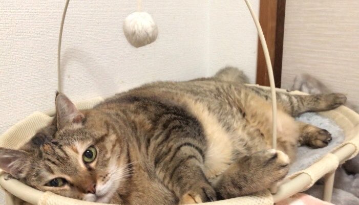 77777monmon's tweet photo. このベッドを極めし者 https://t.co/hazAcblJaZ