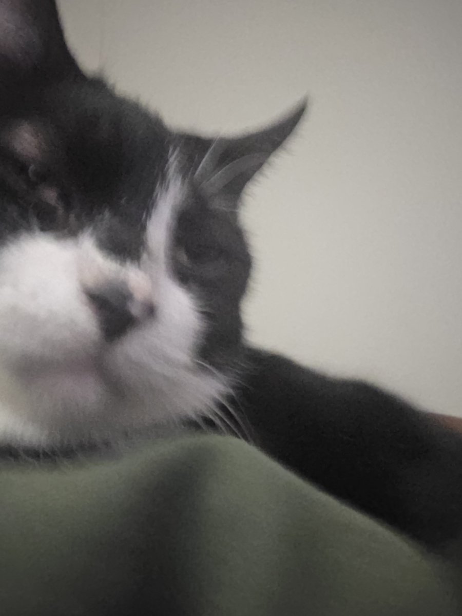 Alternali21's tweet photo. Kitty https://t.co/awIIkHpsBH