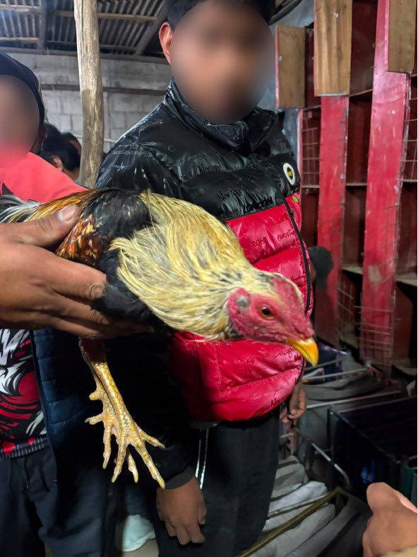 UBAQuito's tweet photo. 🫶🐾 #ControlEnQuito | Los animales no son entretenimiento. Las peleas de gallos también son una forma de violencia.

En 📍La Merced, realizamos un operativo interinstitucional, en atención a evento de peleas de animales (gallos). https://t.co/knx99GVsUn