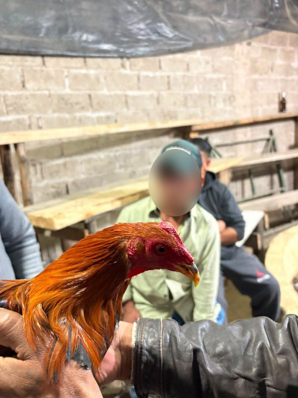 UBAQuito's tweet photo. 🫶🐾 #ControlEnQuito | Los animales no son entretenimiento. Las peleas de gallos también son una forma de violencia.

En 📍La Merced, realizamos un operativo interinstitucional, en atención a evento de peleas de animales (gallos). https://t.co/knx99GVsUn