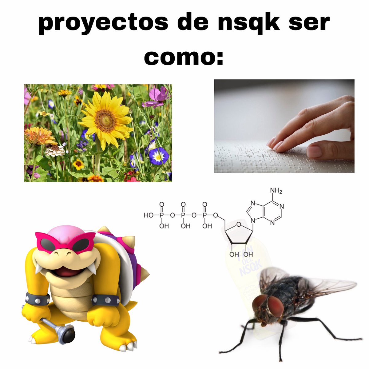 FanDelNsqk's tweet photo. mosca el tercer álbum de estudio de nsqk este 15 de octubre de 2026 https://t.co/nL2clfRATq