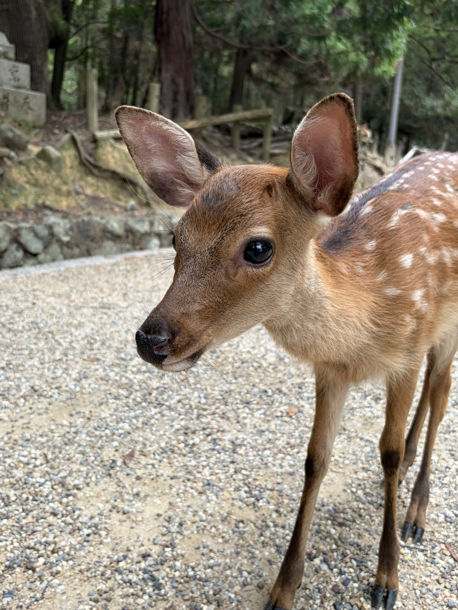 IlEGMHymgs67869's tweet photo. おはようございます🦌

#秋分の日
涼しくなってきたね！
秋の訪れを感じます🍂
今日もよい一日を✨

#奈良市 https://t.co/0KtSzVIwzL