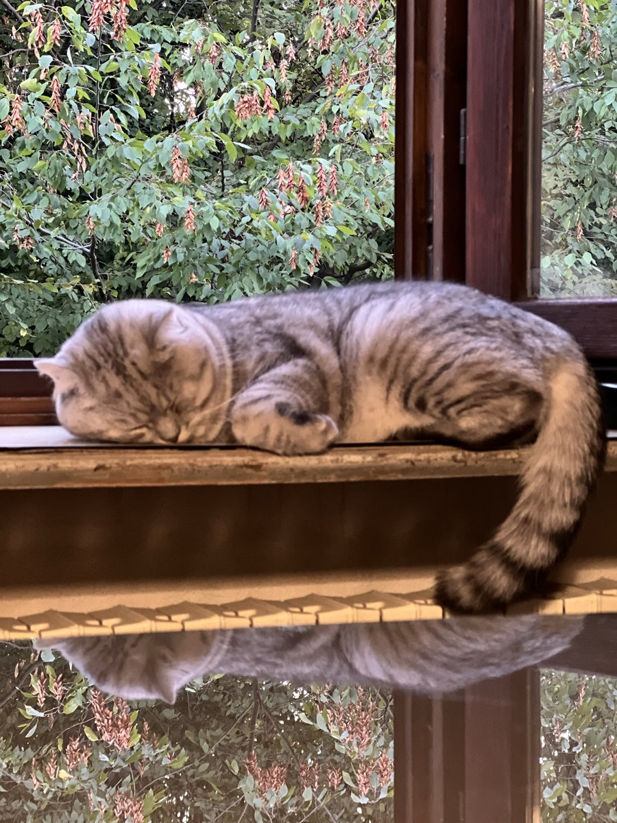 Dayanemello's tweet photo. Riflessi di pura pigrizia e d’infinita tenerezza 🥹
#Dudu https://t.co/saaUtVgP1c