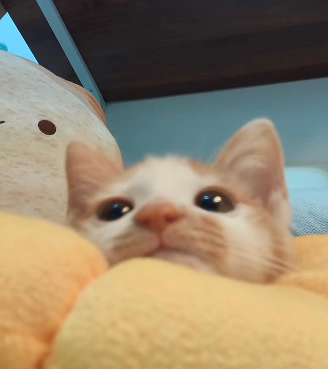 catsdotjpg's tweet photo. https://t.co/6Zk0K7Un4Q