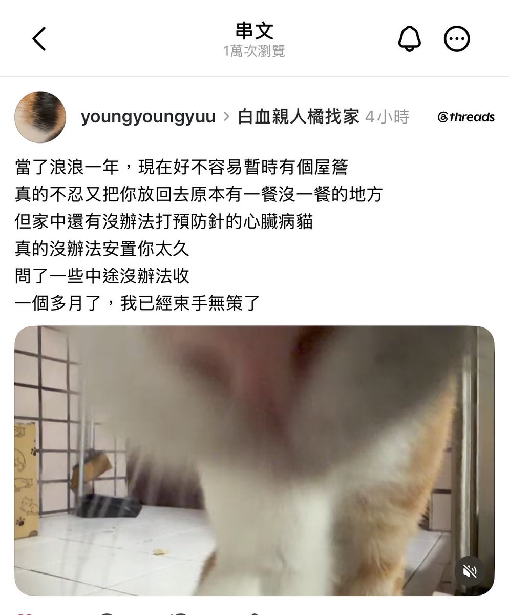 ChinaSiwon's tweet photo. 請大家幫幫白血親人小橘🐱找家🙏🏻🙏🏻https://t.co/zFmbRUdZTQ https://t.co/iQH9LDMRDK