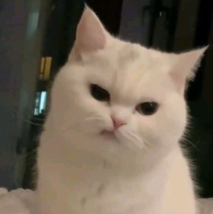 jjminbluu's tweet photo. 😼 https://t.co/h3K5ZcOu65