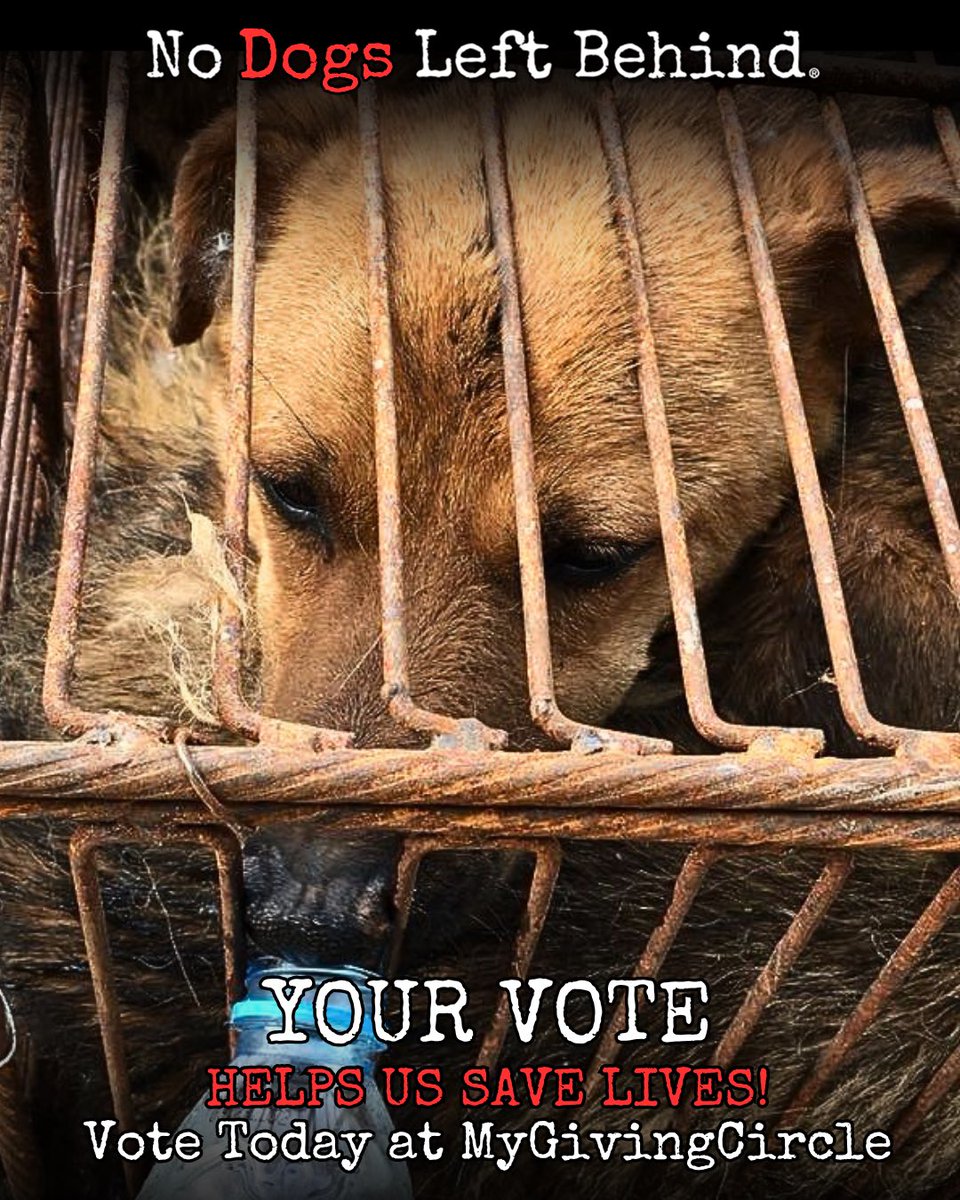 NDogsLB's tweet photo. 🚨 Only 9 days left! We’re in 9th place and need your help to save dogs from the meat trade in East Asia.
Your FREE vote helps us win a grant to rescue lives: https://t.co/ro89yaRcG6
Like, RT &amp; tag an animal lover! 🐶💛
#EndDogMeatTrade #MyGivingCircle https://t.co/TE2gyU42Tz