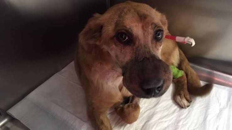 porqueTTarg's tweet photo. "Cárcel al maltrato animal"

Porque presentaron un proyecto para que vaya a la cárcel toda persona que maltrate a su perro o gato: Manuel Passaglia junta firmas para que se aplique en toda la Provincia de Buenos Aires. https://t.co/QRxt8Cnhvl