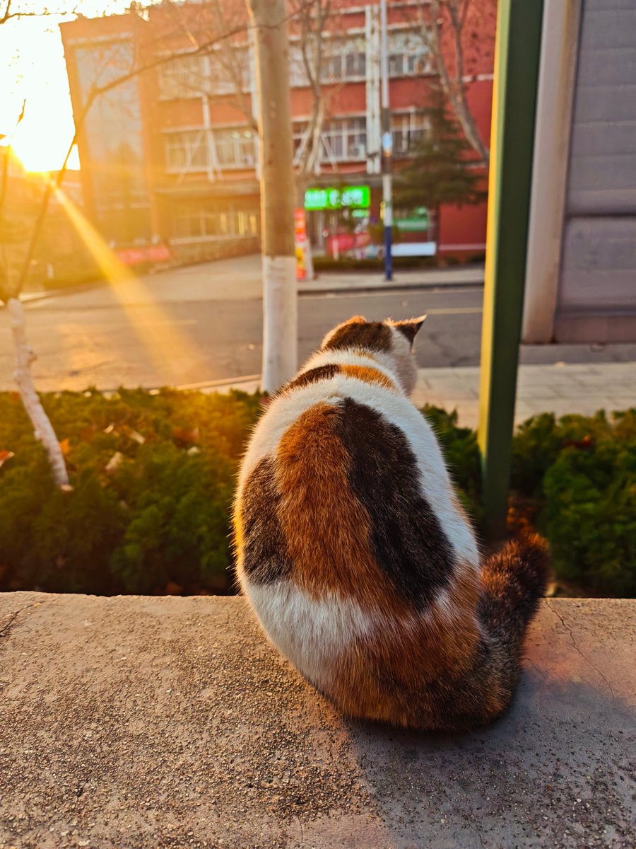 sukro31298515's tweet photo. Just caught 5 mins of the afternoon sun by the window before back to work , https://t.co/zmjiqFB69j
