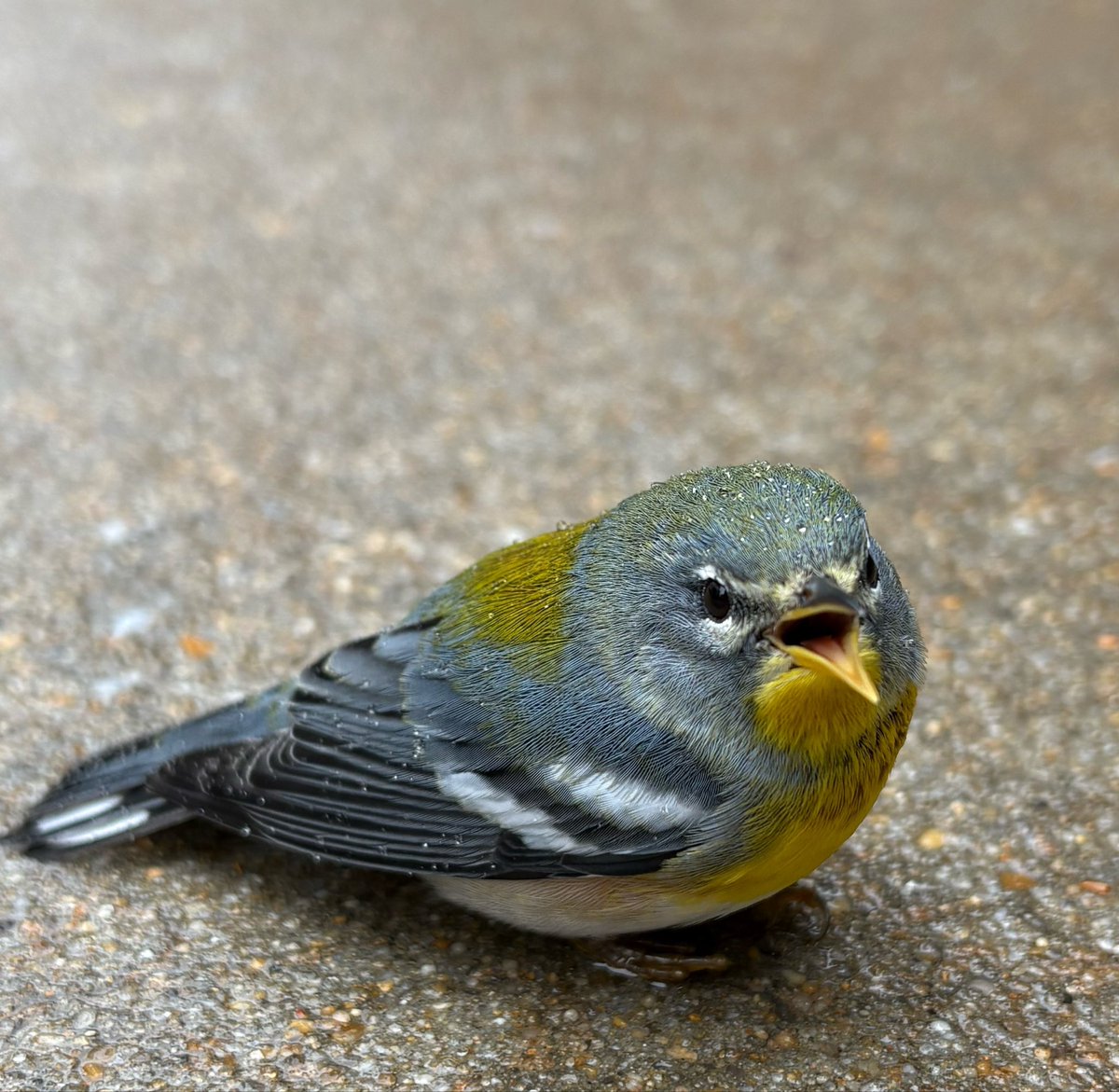 SidlingHill's tweet photo. Meet my new friend who likes to yell at me https://t.co/wxMBgFaSPs