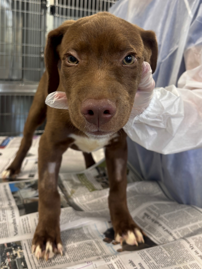 15outof10's tweet photo. This is Cason. He and his sister, Caylee, arrived at the rescue with parvovirus. Thanks to you, we were able to cover the intensive care they needed to survive. We’re thrilled to report that these two little warriors beat parvo, made full recoveries, and are now adopted ❤️‍🩹 https://t.co/JuzsNsNizN