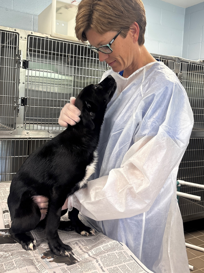 15outof10's tweet photo. This is Cason. He and his sister, Caylee, arrived at the rescue with parvovirus. Thanks to you, we were able to cover the intensive care they needed to survive. We’re thrilled to report that these two little warriors beat parvo, made full recoveries, and are now adopted ❤️‍🩹 https://t.co/JuzsNsNizN