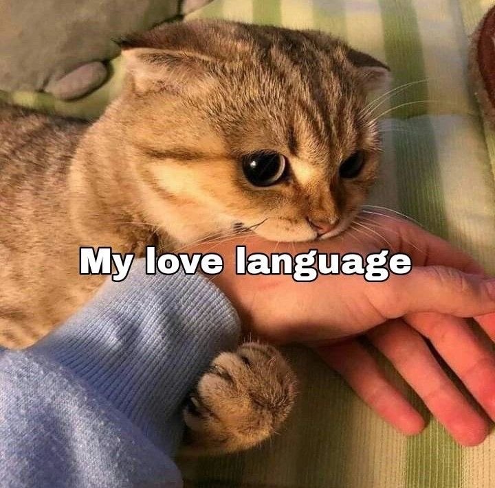 marahkt's tweet photo. how does pinterest see you ₊˚⊹♡   
season 
love language 
animal 
thoughts

Bueeeeno! https://t.co/XiMDV6xqlE