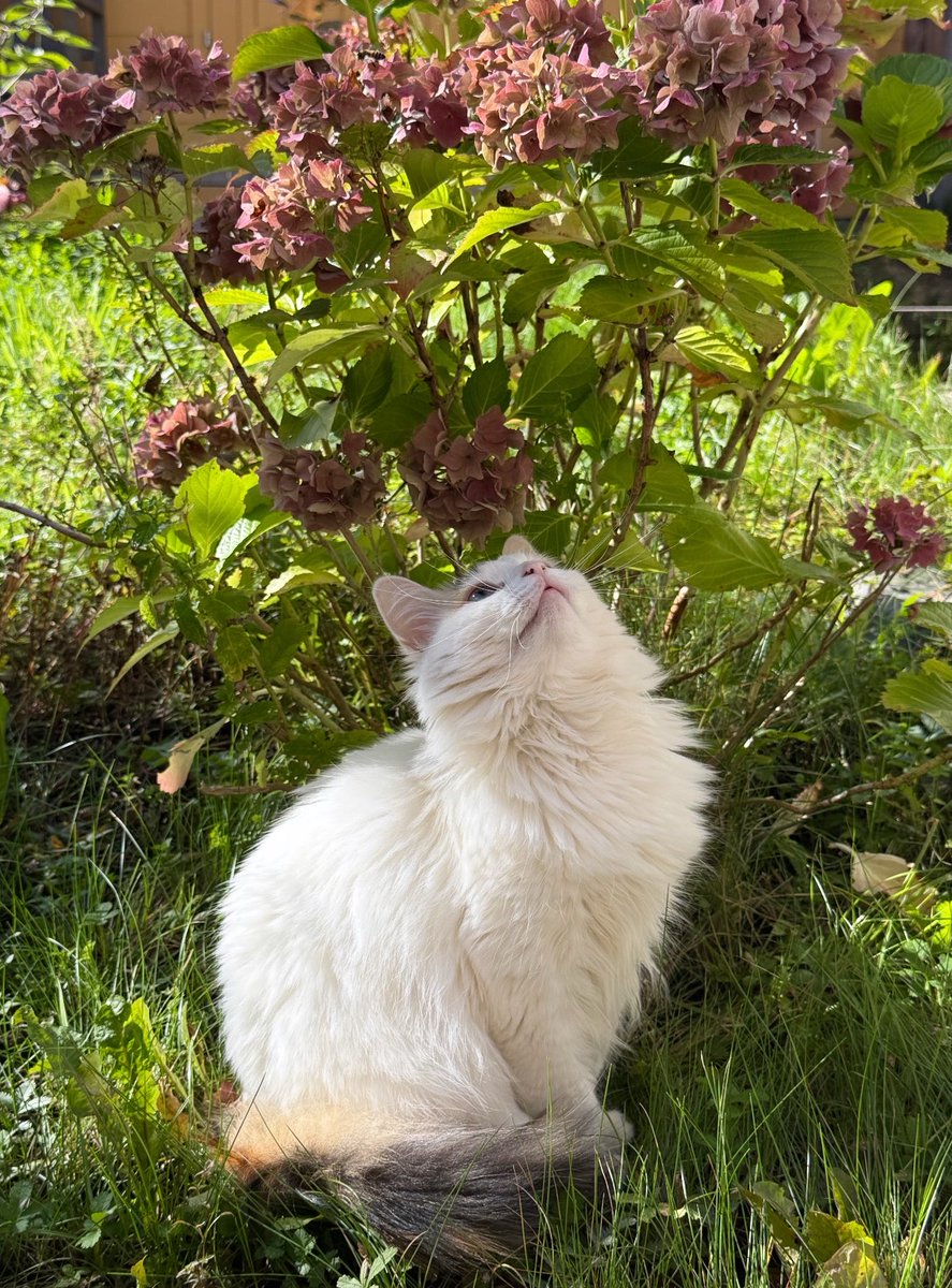 xvIiza's tweet photo. who else gets emotional just looking at their cat? https://t.co/YwyItMQ9PD