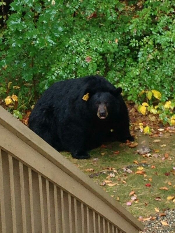 BearyDales's tweet photo. ITS FAT BEAR WEEK!!!!
REMEMBER TO VOTE FOR UR FAVORITE FAT BEAR!!!!
https://t.co/BNPXtMoWHF https://t.co/L5Ou4SrthQ