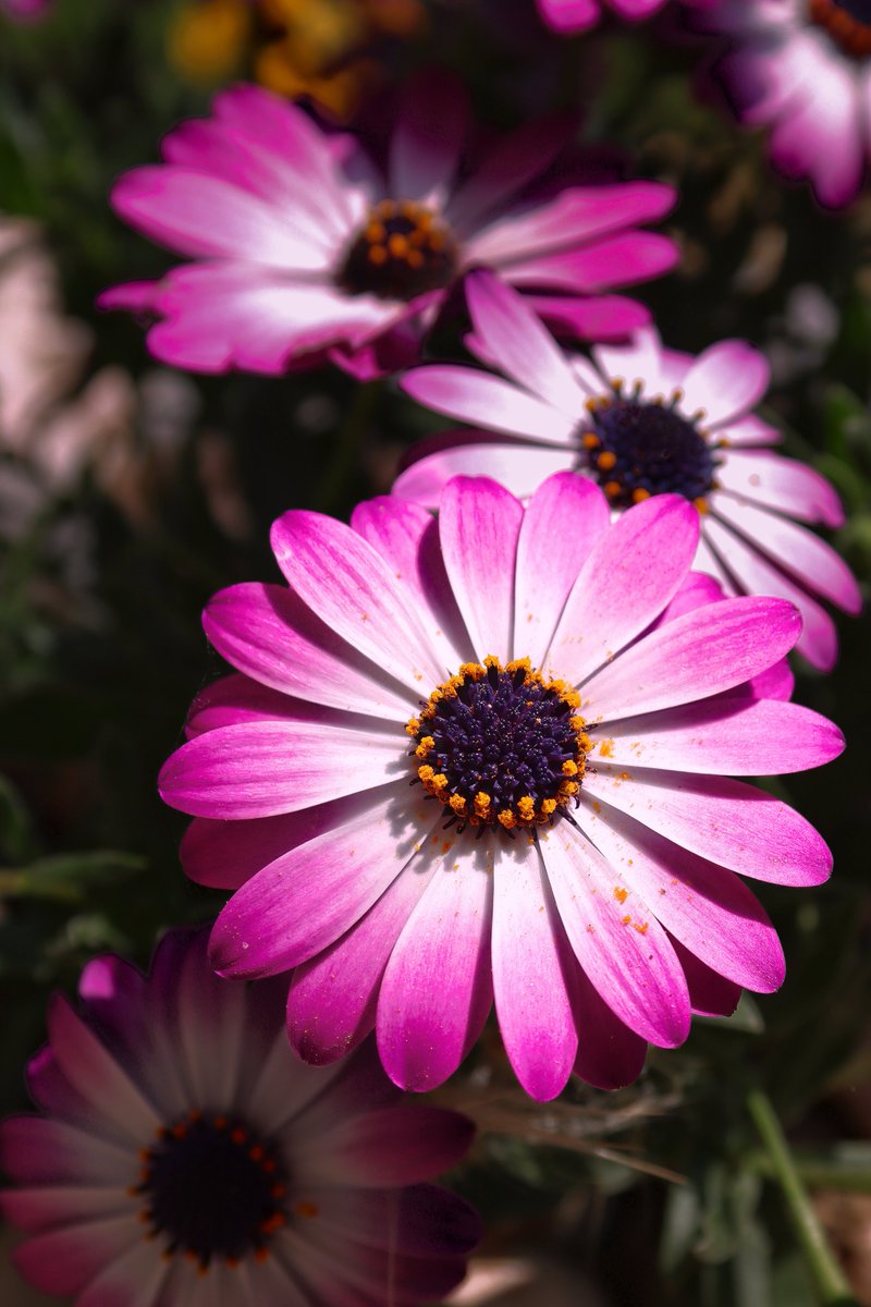 Garzy86's tweet photo. The beauty of nature.
https://t.co/gYDF1mwvS9
#nature #naturephotography #violet #flower https://t.co/VKc6cWr8UT