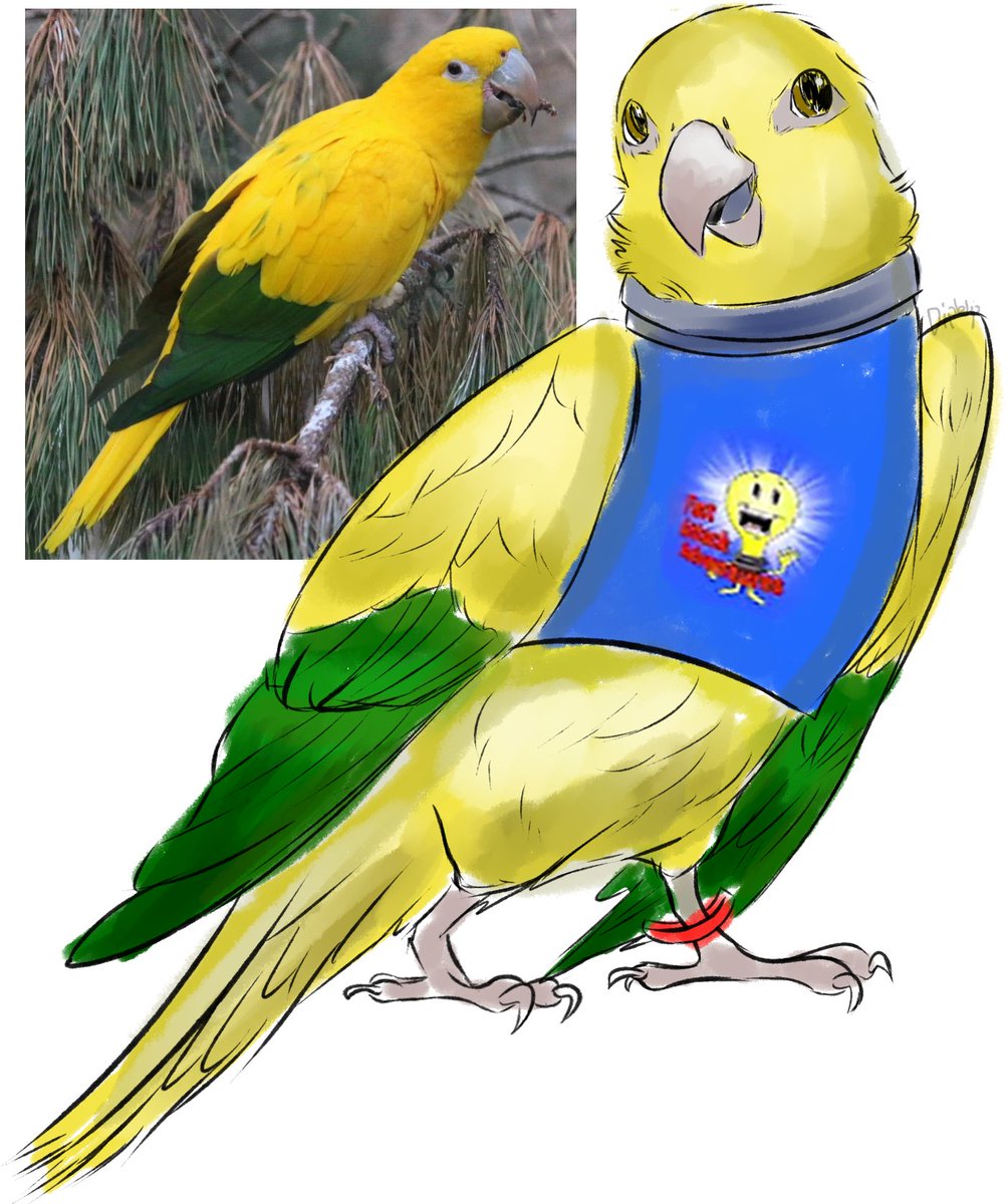 dipblip_'s tweet photo. #factattackadventures as parrots!! Aww so cute so cute #faa 
Facty- Lutino Cockatiel
Martian- Green Budgie
Lightbulb- Golden Conure https://t.co/B0aAOxhTJA