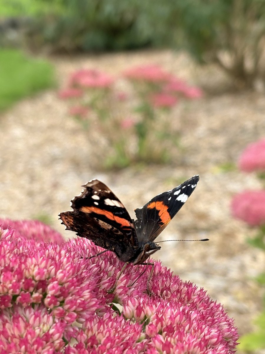 SPCScienceDept's tweet photo. Hands-on science in the heart of Drum Manor. Our A Level Biologists put their sampling skills to the test and learned how forestry and ecology open doors to incredible careers, thanks to the brilliant Lynn and Liz from the Forestry Service #Think#Lead#Succeed @StPatsMaghera https://t.co/RHNj50xF5g