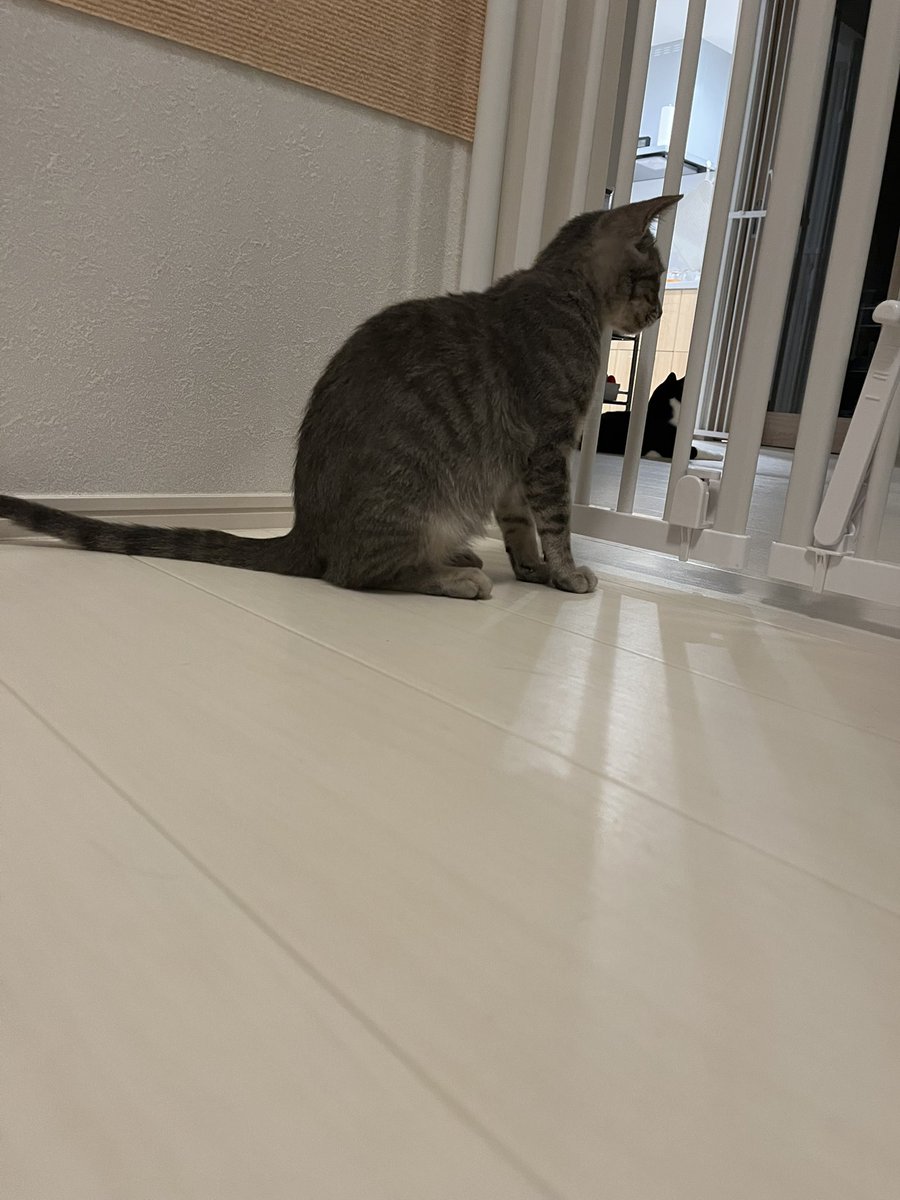 BonchanCat_0423's tweet photo. おはようございます
毎日ねっこ
ちびっこシリーズ😊
#保護猫と暮らす #猫のいる幸せ https://t.co/tS8t9YXWO5