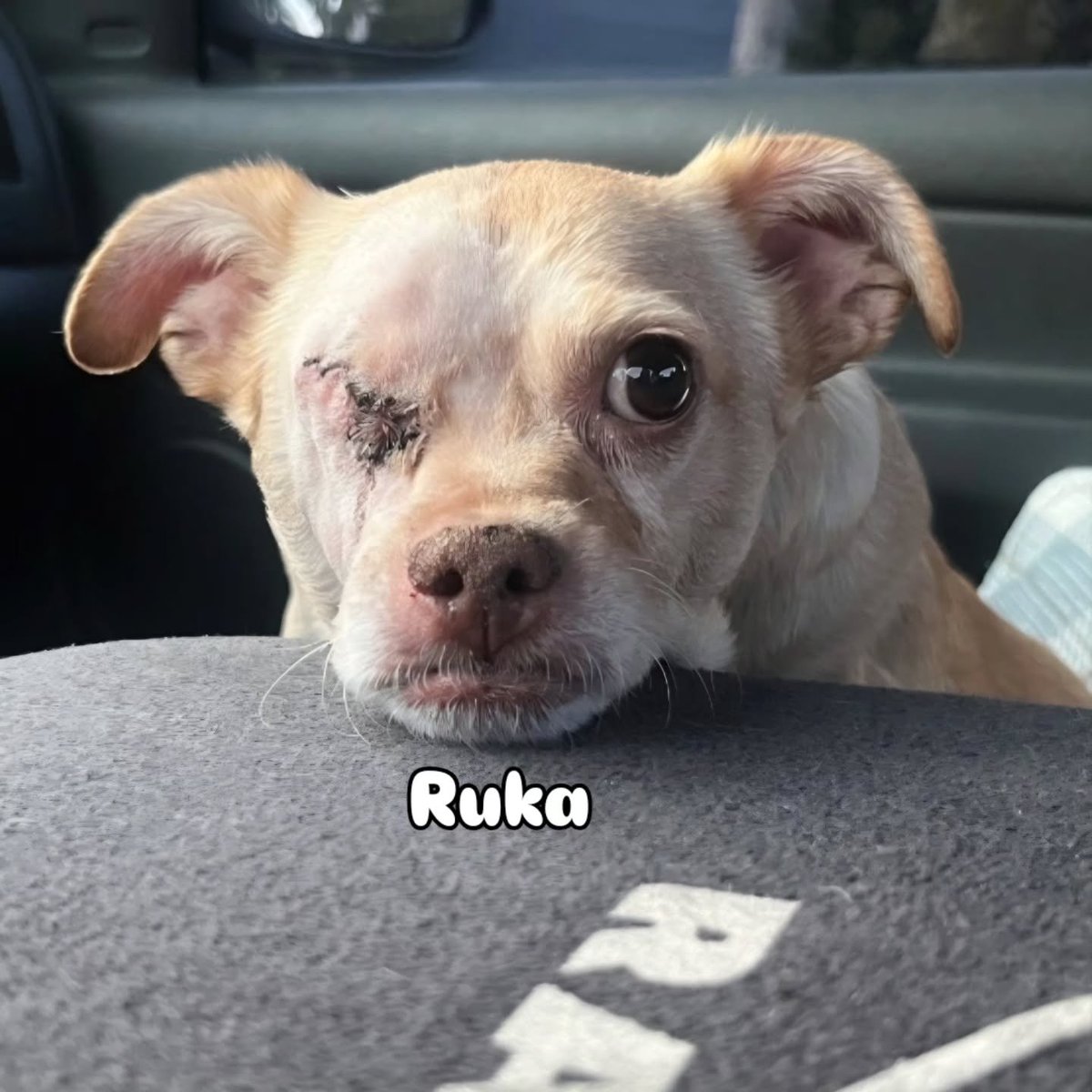 SCFBD2023's tweet photo. Happy Tuesday Angels! Yay! Ruka has recovered nicely from a single enucleation surgery. No more pain for Ruka! Thank you for your support♡
#Chaweenie #seniordog #blinddog #oneeyeddog https://t.co/YeXCeOJRof