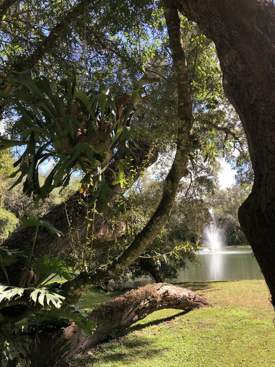 NatureFreak126's tweet photo. New video, coming soon! 🔆⛺️🌴 https://t.co/UXC6twEPiK 
#SawmillCampingResort #Florida #GayCamping #AlexGervacio https://t.co/xcOX1JfOND