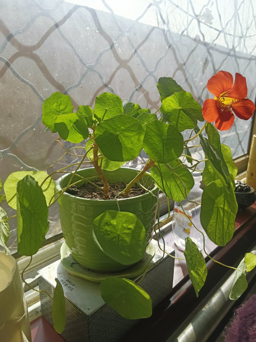 JeroldDelger's tweet photo. Cuidado de plantas: riega solo cuando la tierra esté seca, evita el sol directo en horas de calor. https://t.co/3AgPnJRUna