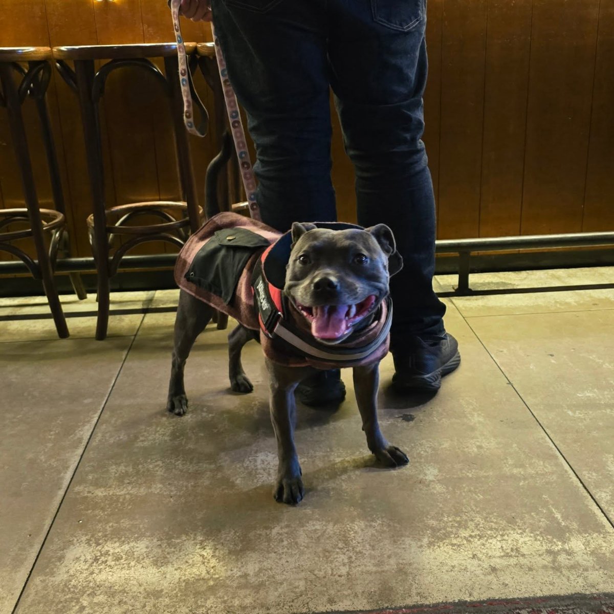 ErleneTrefbk's tweet photo. Happy to be back at The Marrickville Hotel. I love all the pats here! https://t.co/16XSYUe7AR