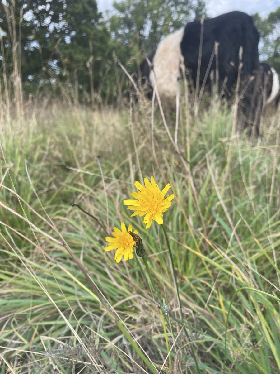 HighFarndale's tweet photo. Still some colour on pasture… https://t.co/6umYPVANKB
