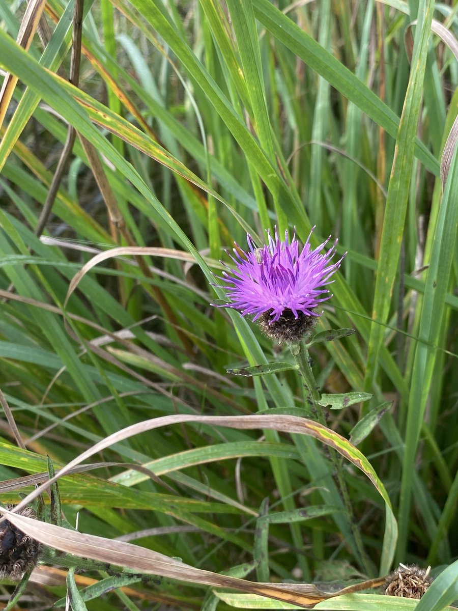HighFarndale's tweet photo. Still some colour on pasture… https://t.co/6umYPVANKB