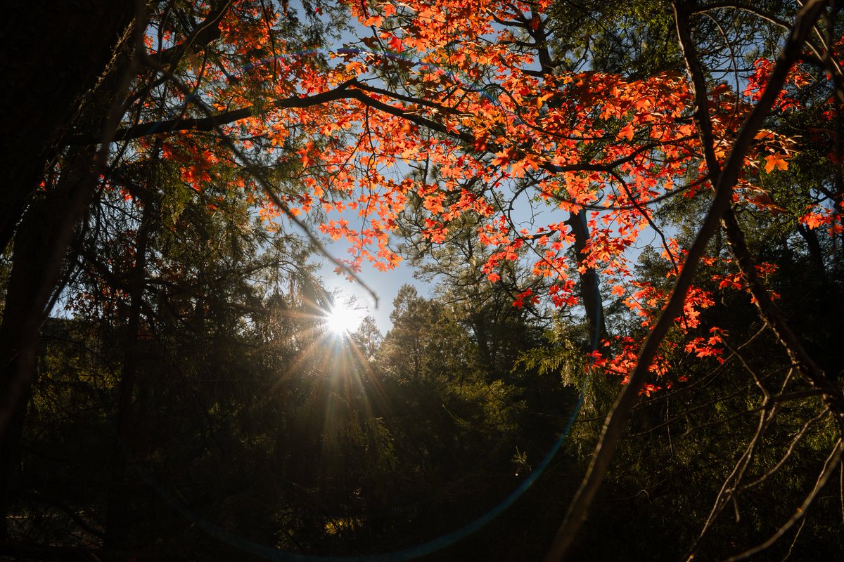 VisitMex's tweet photo. Este otoño, déjate sorprender por Chihuahua. 🍂✨
Descubre montañas, pueblos, caminos y paisajes que se transforman con los colores de la temporada.

Si buscas un destino diferente, Chihuahua es para ti. ¡Conócelo! 🤎

-

This fall, let Chihuahua surprise you. 🍂✨
Discover mountains, towns, scenic roads, and landscapes transformed by the colors of the season.

If you're looking for a different kind of destination, Chihuahua is for you. Come discover it! 🤎

#VisitMexico #MéxicoEstáDeModa #Chihuahua #OtoñoEnMéxico #DescubreMéxico