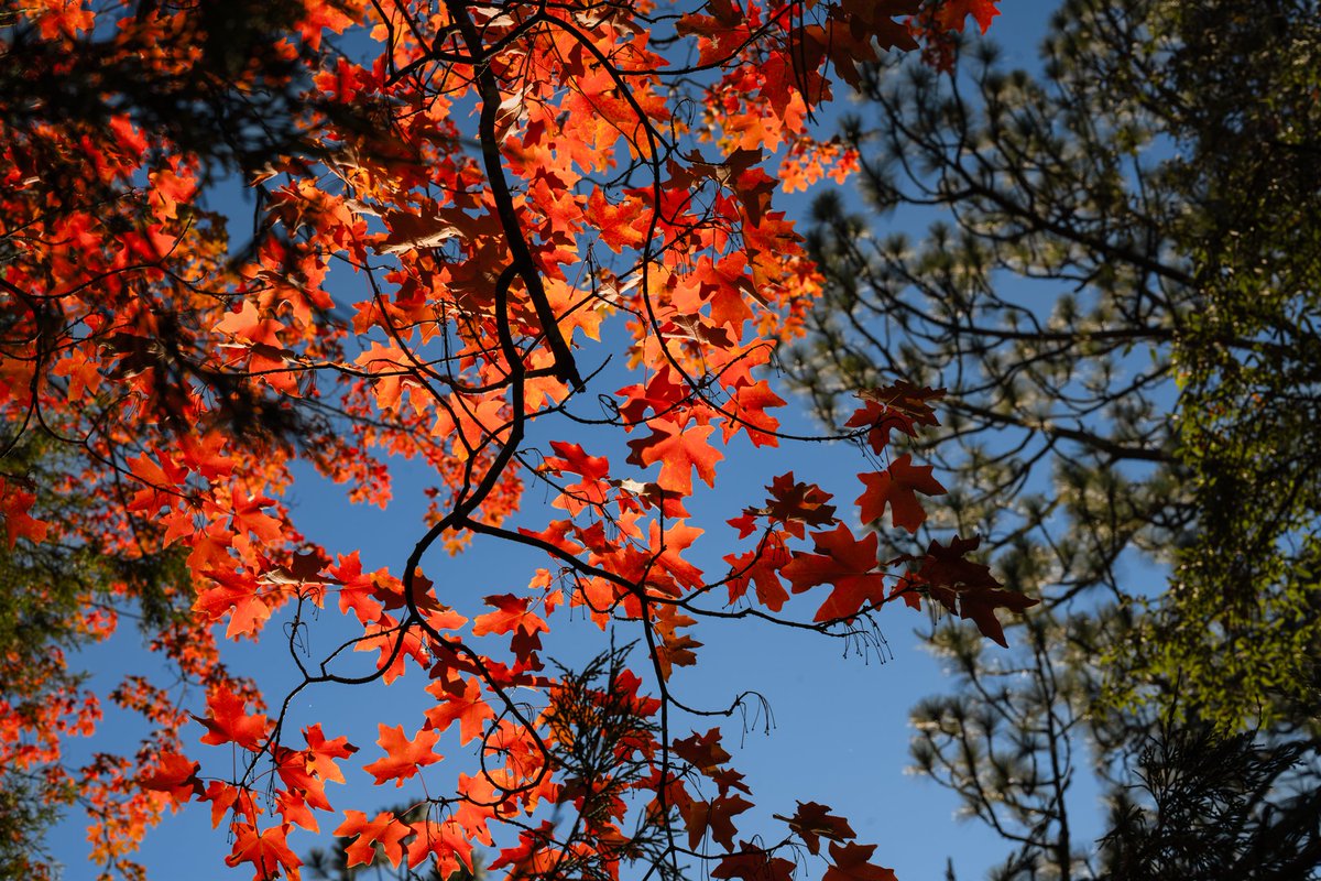 VisitMex's tweet photo. Este otoño, déjate sorprender por Chihuahua. 🍂✨
Descubre montañas, pueblos, caminos y paisajes que se transforman con los colores de la temporada.

Si buscas un destino diferente, Chihuahua es para ti. ¡Conócelo! 🤎

-

This fall, let Chihuahua surprise you. 🍂✨
Discover mountains, towns, scenic roads, and landscapes transformed by the colors of the season.

If you're looking for a different kind of destination, Chihuahua is for you. Come discover it! 🤎

#VisitMexico #MéxicoEstáDeModa #Chihuahua #OtoñoEnMéxico #DescubreMéxico