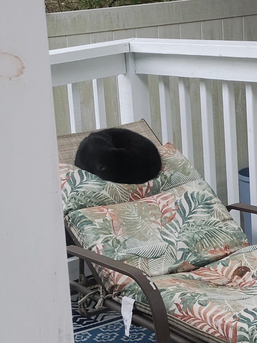 ConnorTremmel's tweet photo. Can't believe it's been two years already since octavius showed in our backyard for the first time 🥺

#blackcat #cat https://t.co/gj9GvGeW1V