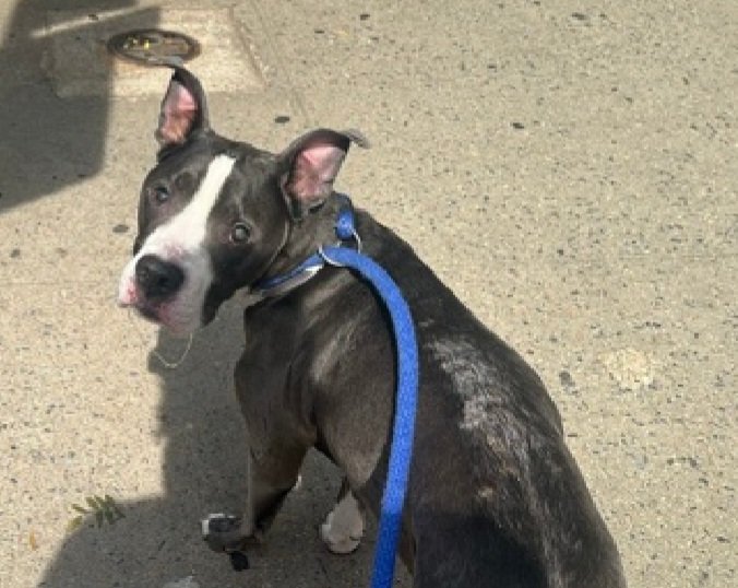 MorgFairsdogs's tweet photo. Tommy 264135
Listed TBK 9/24
#NYCACC #RescueOnly 
He is a cute 10 yr old
Has CIRDC and otitis externa 🚑
Charges at handlers while in possession of toy
Escalates to growling
Needs exp all adult home 
Help save Tommy!
https://t.co/QijiMHg0i2
#Pledge4Rescue #foster #adopt https://t.co/9xP1siTtnm