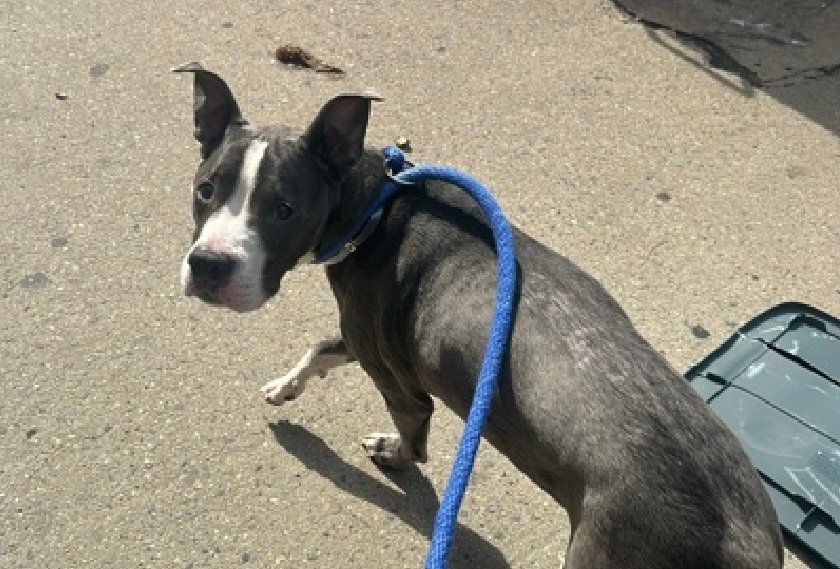 MorgFairsdogs's tweet photo. Tommy 264135
Listed TBK 9/24
#NYCACC #RescueOnly 
He is a cute 10 yr old
Has CIRDC and otitis externa 🚑
Charges at handlers while in possession of toy
Escalates to growling
Needs exp all adult home 
Help save Tommy!
https://t.co/QijiMHg0i2
#Pledge4Rescue #foster #adopt https://t.co/9xP1siTtnm