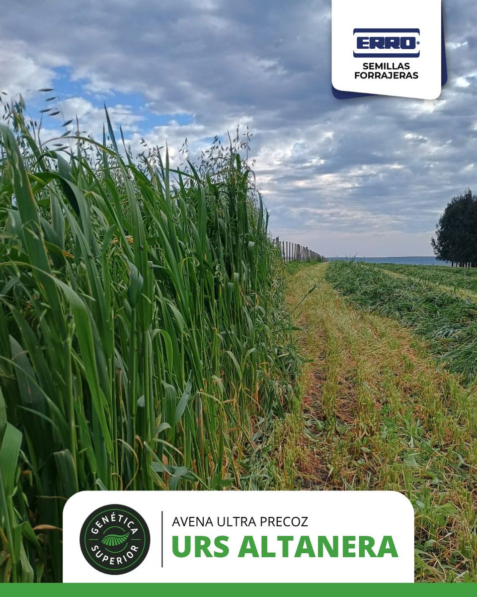 ErroForrajeras's tweet photo. 🌾 AVENA ULTRA PRECOZ | URS ALTANERA
Conocé URS Altanera, una avena ultra precoz pensada para lograr un excelente desarrollo y disponibilidad de forraje en momentos clave.
@PastureGenetics https://t.co/LYRYTgvoQO
